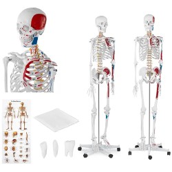Luurangon malli PHY SK 2 180 cm värikoodattu