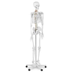Physa PHY SK 1 ihmisen luurankomalli 176 cm