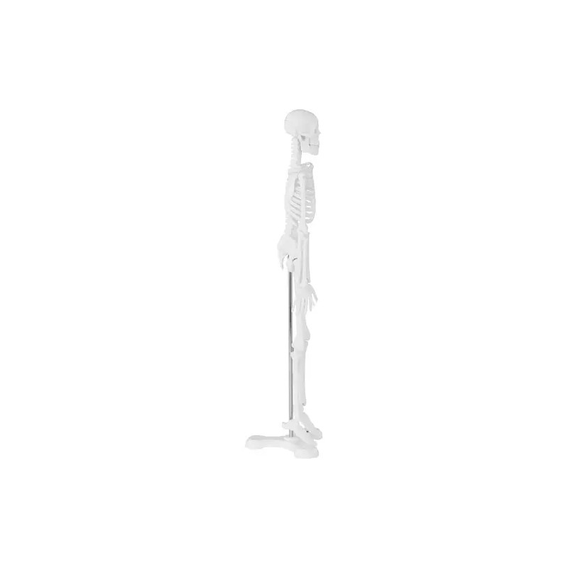 Mini-luuranko PHY-SK-6 1:4 mittakaava 47 cm