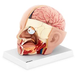Anatomian kallomalli PHY HM 5 alkuperäisessä koossa