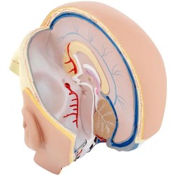 Anatomian kallomalli PHY-HM-5 alkuperäisessä koossa