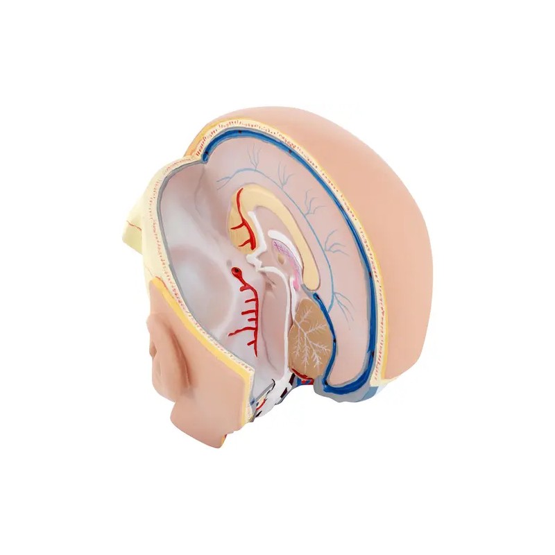 Anatomian kallomalli PHY-HM-5 alkuperäisessä koossa