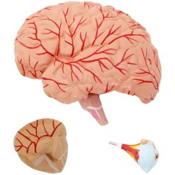Anatomian kallomalli PHY-HM-5 alkuperäisessä koossa