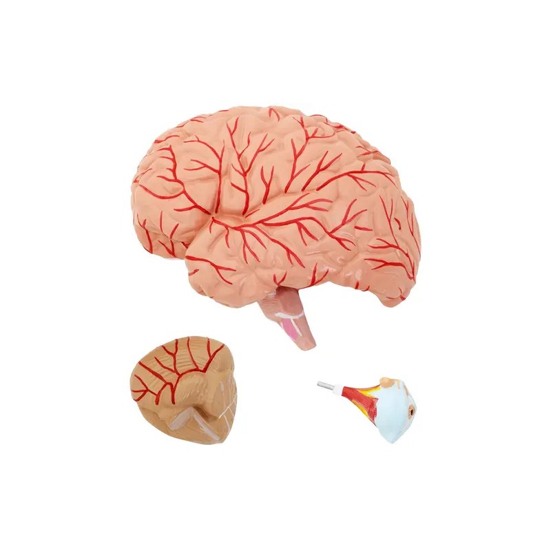Anatomian kallomalli PHY-HM-5 alkuperäisessä koossa