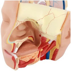 Anatomian kallomalli PHY-HM-5 alkuperäisessä koossa