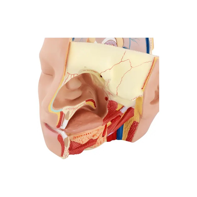 Anatomian kallomalli PHY-HM-5 alkuperäisessä koossa