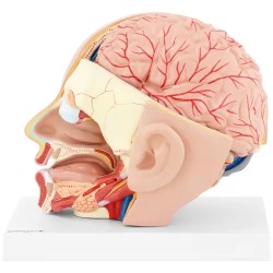 Anatomian kallomalli PHY-HM-5 alkuperäisessä koossa