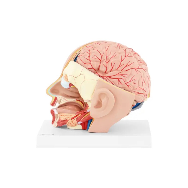 Anatomian kallomalli PHY-HM-5 alkuperäisessä koossa