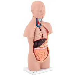 Anatominen torso malli PHY BM 3 unisex 48 cm 12 osaa