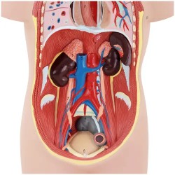 Anatominen torso-malli PHY-BM-3 unisex 48 cm 12 osaa
