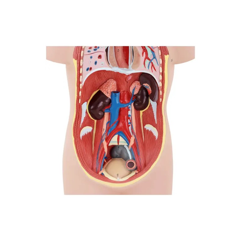 Anatominen torso-malli PHY-BM-3 unisex 48 cm 12 osaa