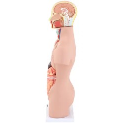 Anatominen torso-malli PHY-BM-3 unisex 48 cm 12 osaa