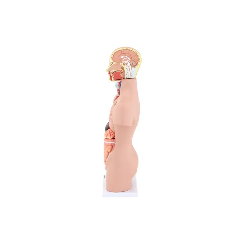 Anatominen torso-malli PHY-BM-3 unisex 48 cm 12 osaa