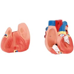 Anatominen torso-malli PHY-BM-3 unisex 48 cm 12 osaa
