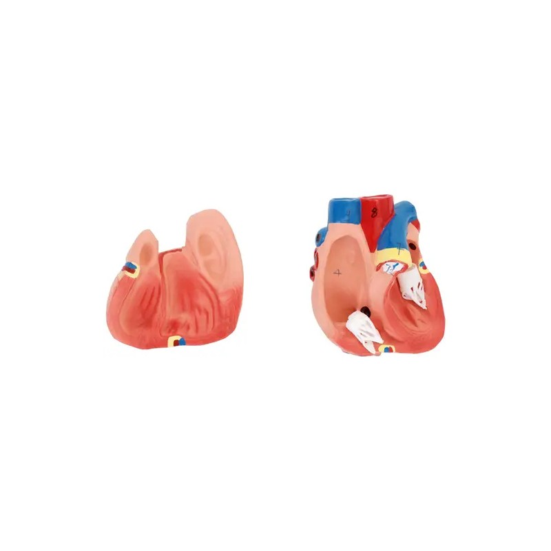 Anatominen torso-malli PHY-BM-3 unisex 48 cm 12 osaa