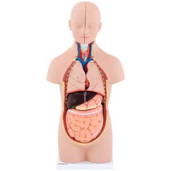 Anatominen torso-malli PHY-BM-3 unisex 48 cm 12 osaa