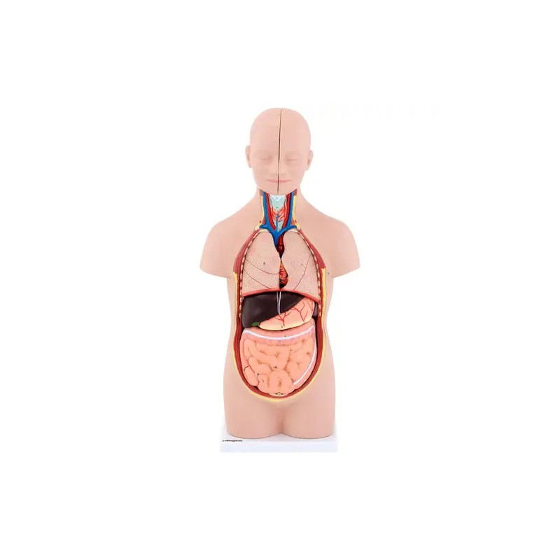 Anatominen torso-malli PHY-BM-3 unisex 48 cm 12 osaa