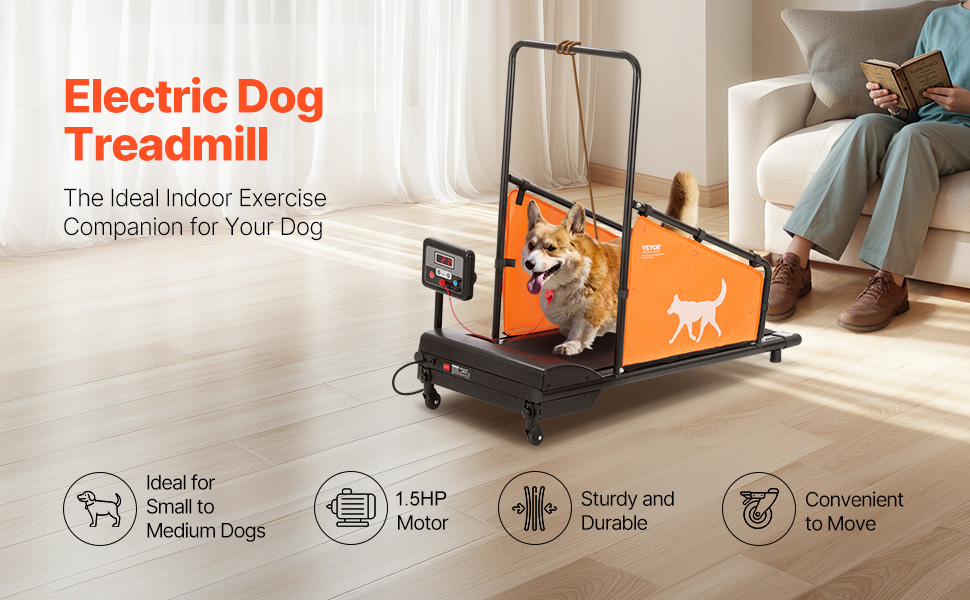 Koirien juoksumatto, yleisnäkymä