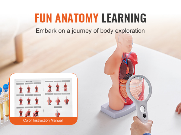 Anatomiamalli ja irrotettavat elimet