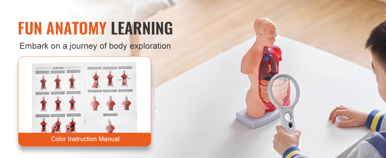 Anatomiamalli opetuskäytössä