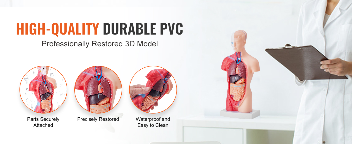 PVC-materiaalista valmistettu anatomiamalli