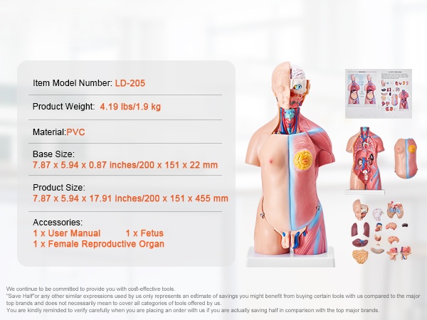 Havainnollinen anatomiamalli esittelyyn