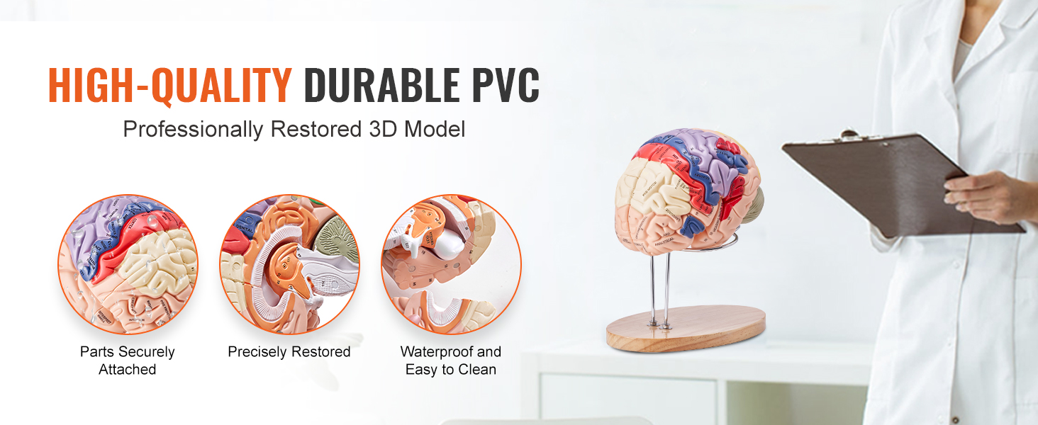 PVC-materiaalista valmistettu kestävä aivomalli