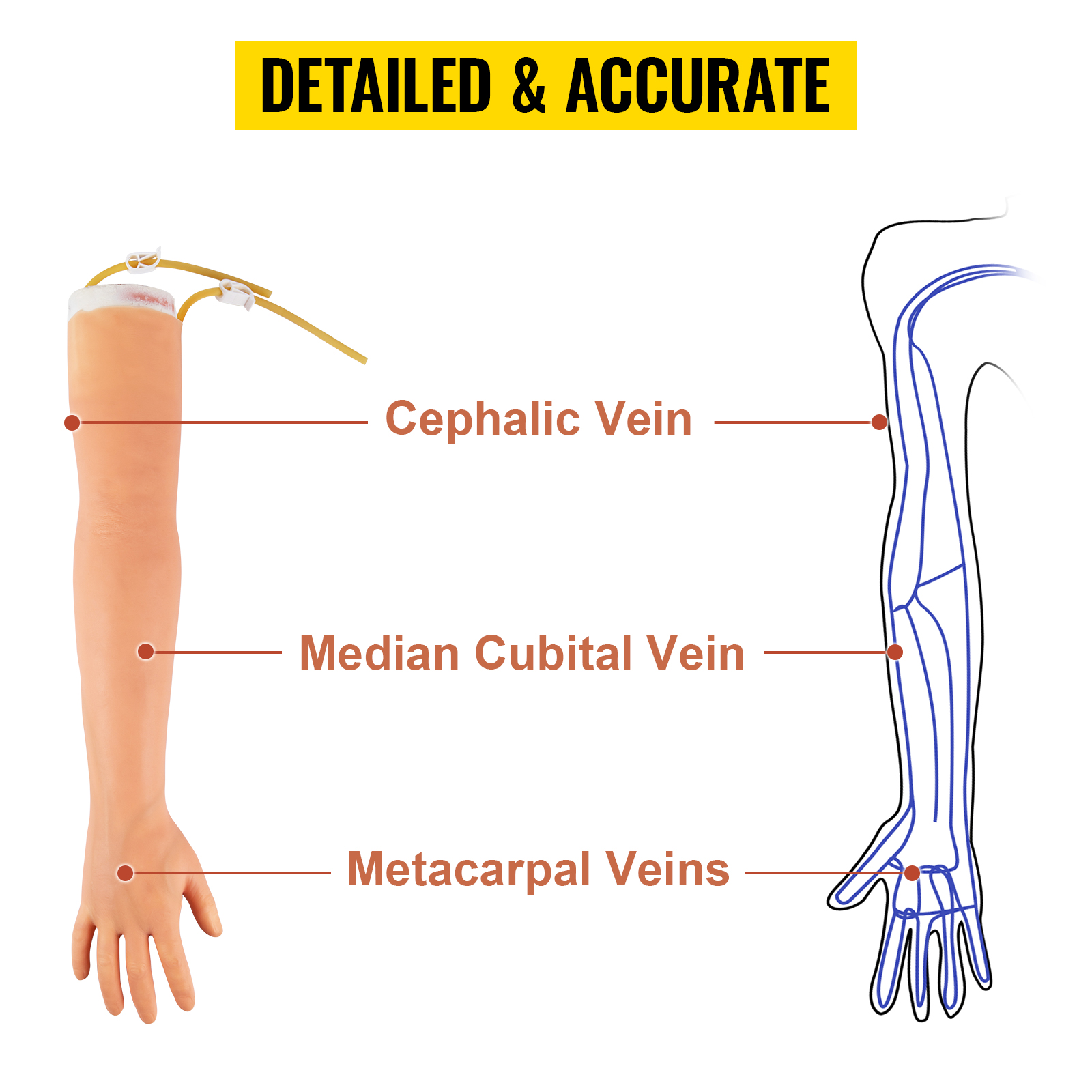 Yksityiskohtainen anatomia