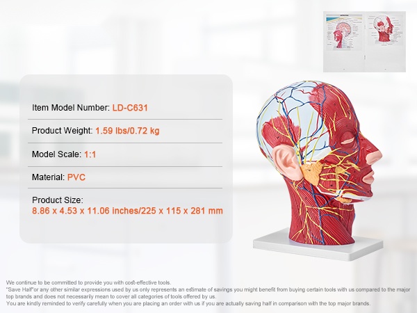 Havainnollinen anatomiamalli esittelyyn