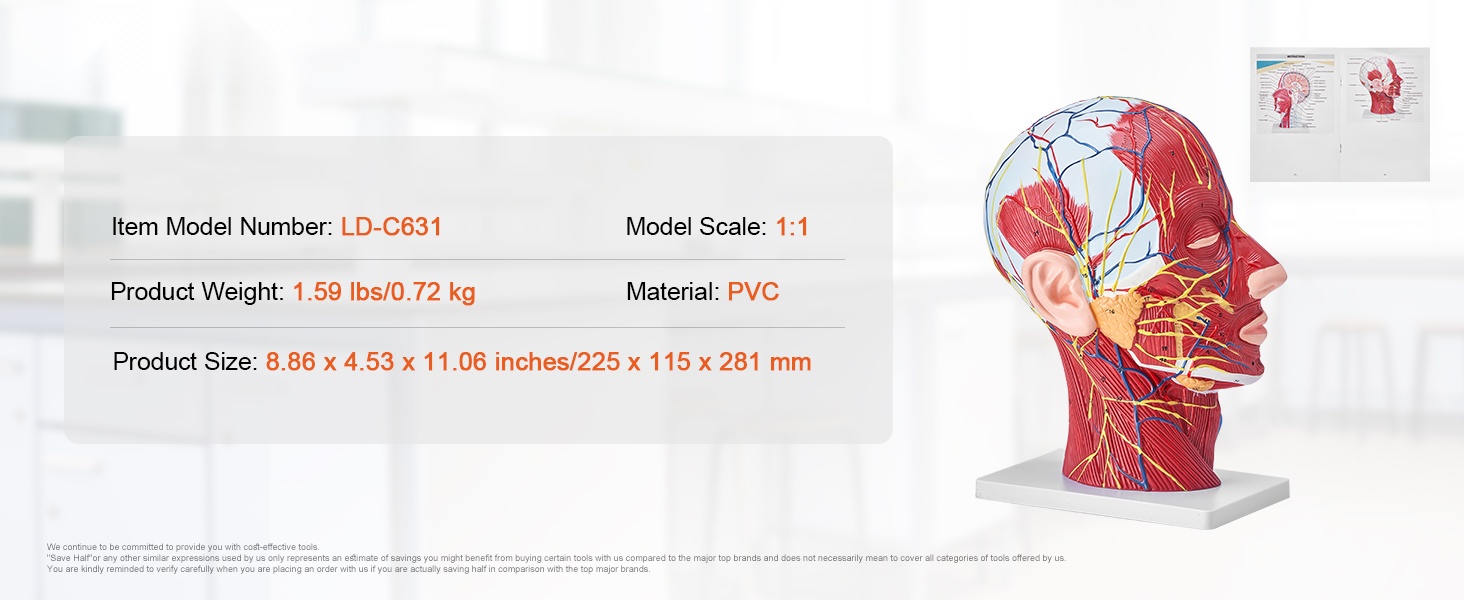 Kokonaiskuva anatomisesta torsosta