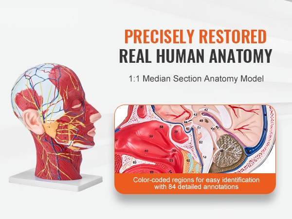 Ihmisvartalon torsomalli pöydällä