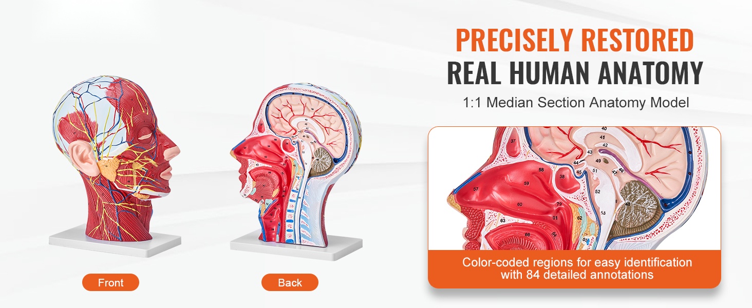 Ihmisvartalon torsomalli edestä