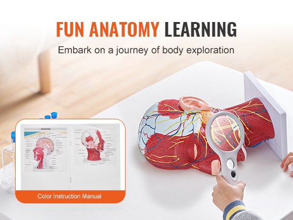 Torsomallin elimet erillään