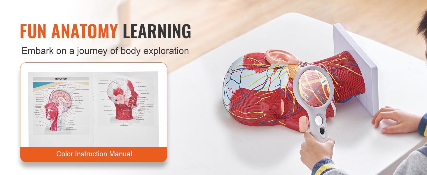 Torsomalli ja irrotettavat elimet