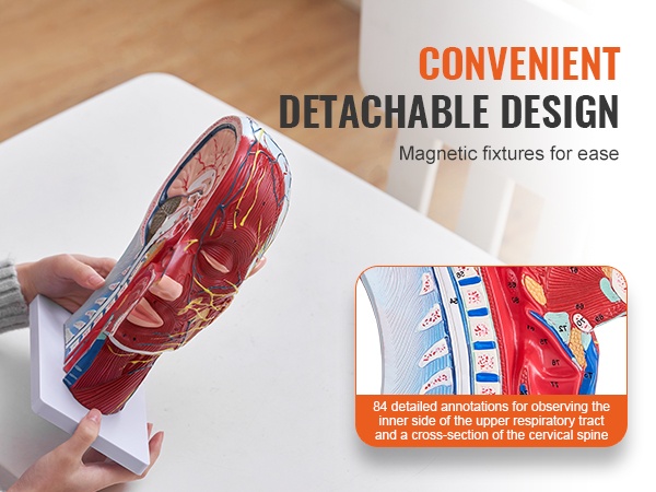 Opiskelukäyttöön soveltuva torsomalli