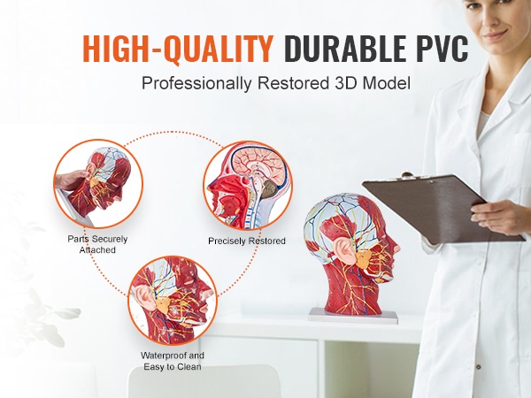 Helposti puhdistettava anatomiamalli