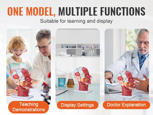 Torsomalli opetuspöydällä